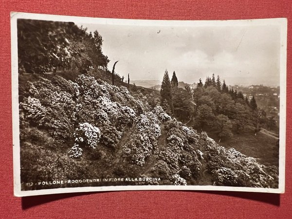 Cartolina - Pollone ( Biella ) - Rododendri in Fiore …