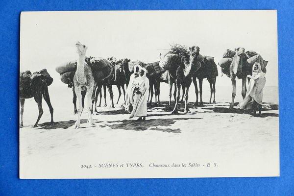 Cartolina Africa - Chameaux dans les Sables