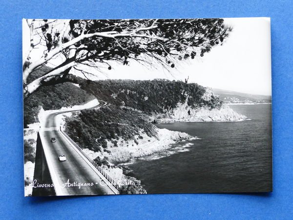 Cartolina Livorno Antignano - Costa Fiorita - 1960 ca.