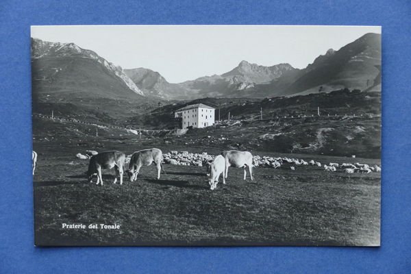 Cartolina Montagna - Praterie del Tonale - 1930 ca.