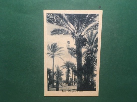 Cartolina Libia - Raccoglitore di Datteri - 1930 ca