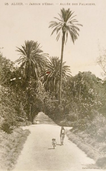 Cartolina - Algeria - Jardin d'Essai - Allee des Palmiers …