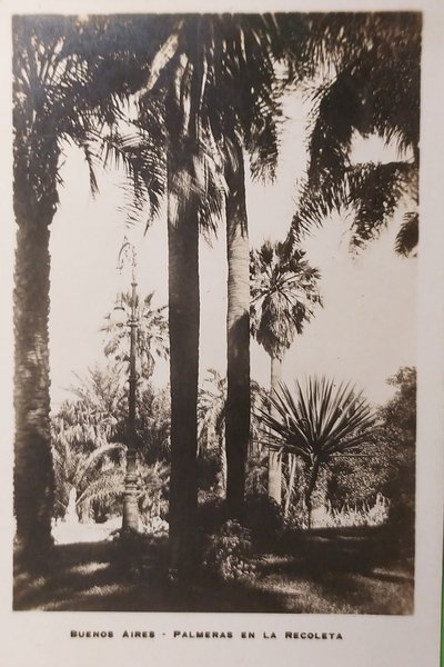 Cartolina - Argentina - Buenos Aires - Palmeras en la …