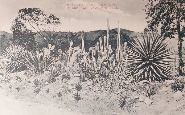 Cartolina - Jamaica - Cactus Bank Hope Gardens - St. …