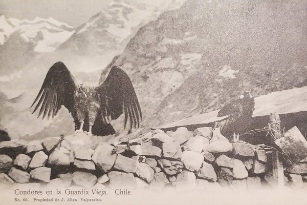Cartolina - Chile - Condores en la Guardia Vieja - …