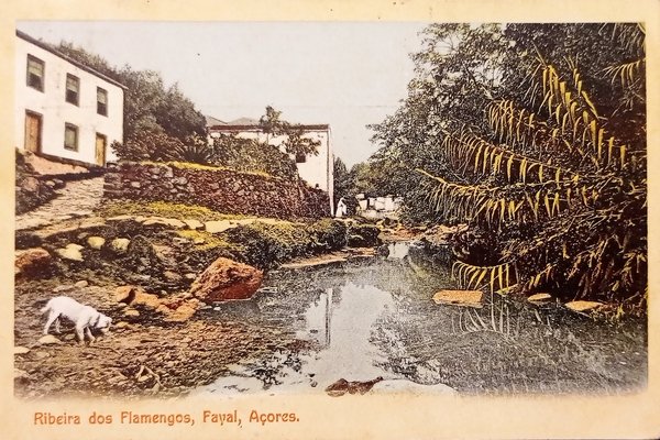 Cartolina - Ribeira dos Flamengos - Faial - Azores - …