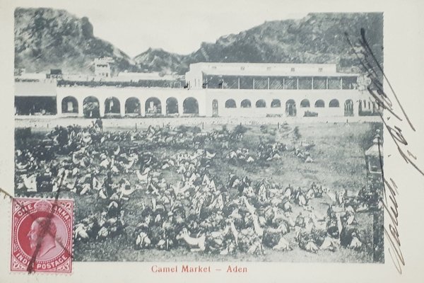 Cartolina - Camel Market - Aden - 1906