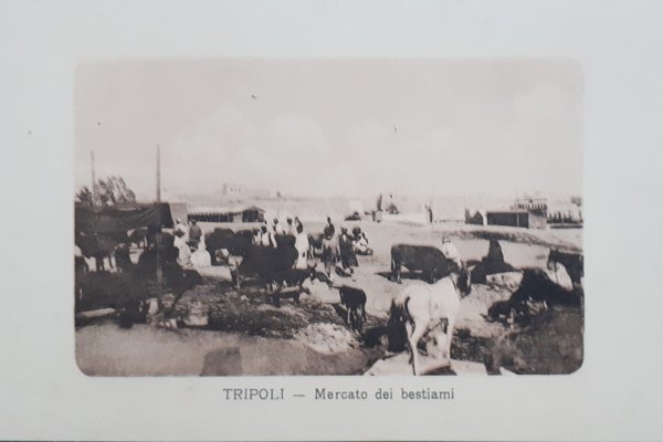 Cartolina - Tripoli - Mercato dei bestiami - 1915 ca.