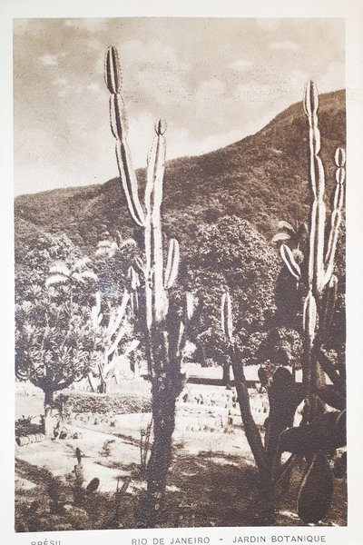 Cartolina - Brasile - Rio De Janeiro - Jardin Botanique …