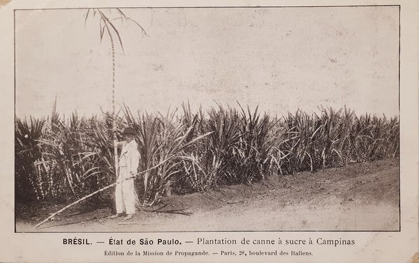 Cartolina - Brésil - État de São Paulo - Plantation …