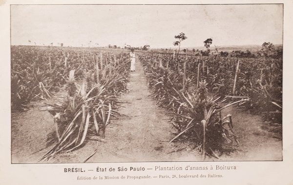 Cartolina - Brésil - État de São Paulo - Plantation …