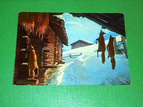 Cartolina Val d' Ayas - Angolo pittoresco dopo la caccia …