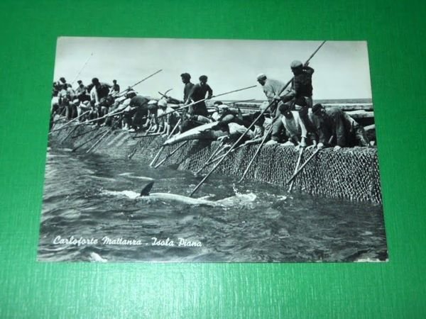 Cartolina Carloforte - Mattanza - Isola Piana 1960 ca.