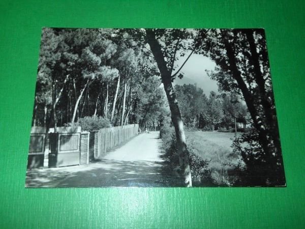 Cartolina Marina di Massa - Ronchi - Via Poveromo 1960 …