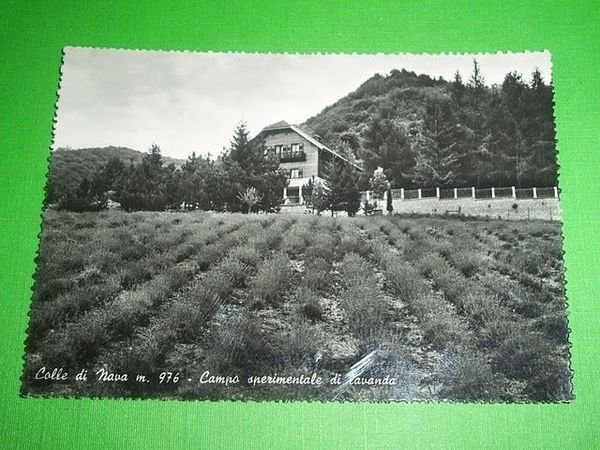 Cartolina Colle di Nava - Campo di lavanda 1950 ca