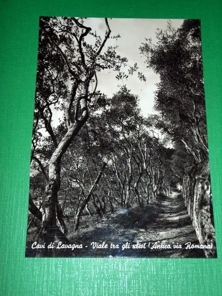 Cartolina Cavi di Lavagna Viale tra gli ulivi ( Antica …
