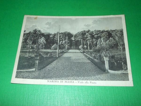 Cartolina Marina di Massa - Viale alla Pineta 1940 ca | Immagine principale