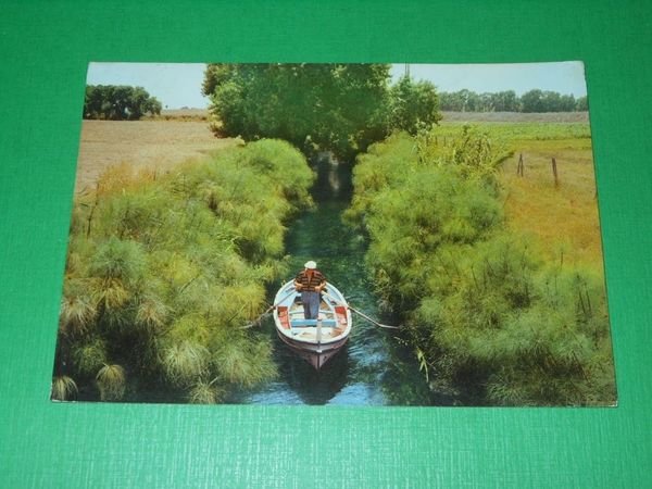 Cartolina Siracusa - Fiume Ciane con i papiri 1967