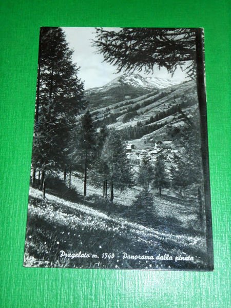 Cartolina Pragelato - Panorama dalla pineta 1965