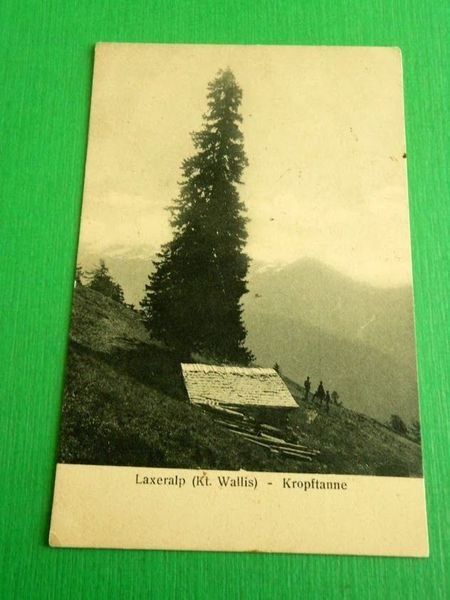 Cartolina Laxeralp ( Kt. Wallis ) - Kropftanne 1916