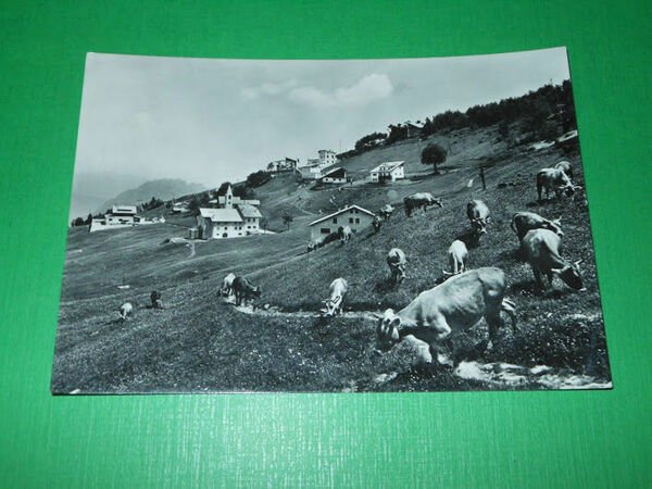 Cartolina Valsesia - Alpe Mera - Scorcio panoramico 1961. | Immagine Gallery 1