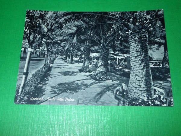 Cartolina Spotorno - Viale delle Palme 1955