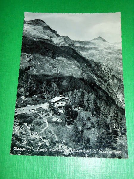 Cartolina Macugnaga - Rifugio Ristorante Ghiacciai del M. Rosa 1955.