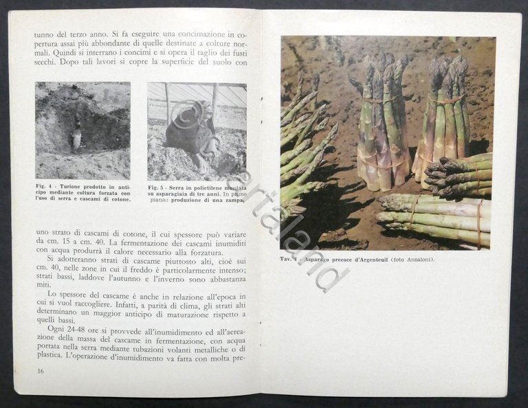 A. Moja, P. Bellini - La coltivazione dell'asparago - ed. … | Immagine Gallery 2