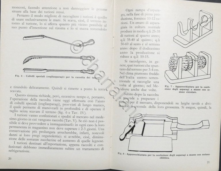 A. Moja, P. Bellini - La coltivazione dell'asparago - ed. … | Immagine Gallery 3