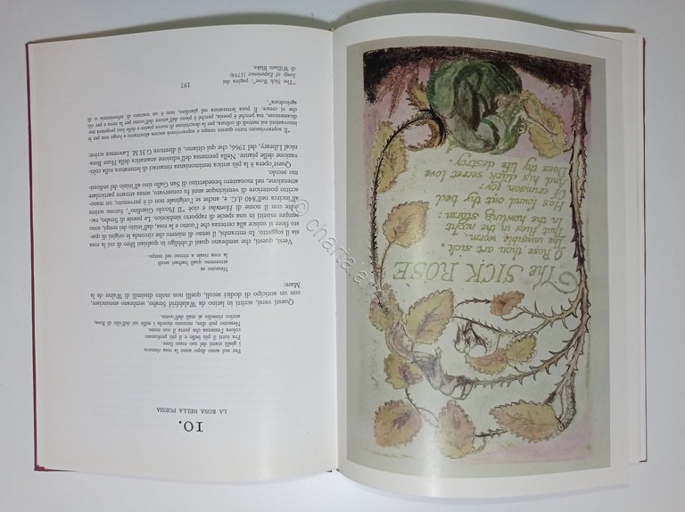 A. Paterson - La storia della rosa - ed. 1984