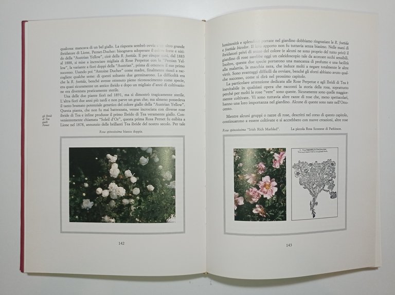 A. Paterson - La storia della rosa - ed. 1984