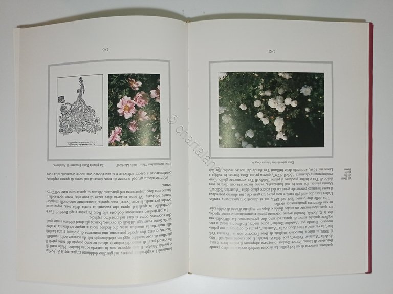 A. Paterson - La storia della rosa - ed. 1984