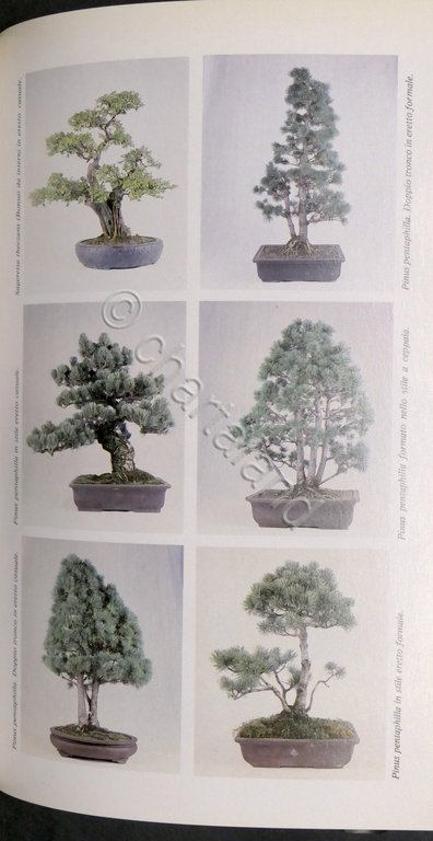 A. Ricchiari - Manuale del Bonsai - ed. 1997