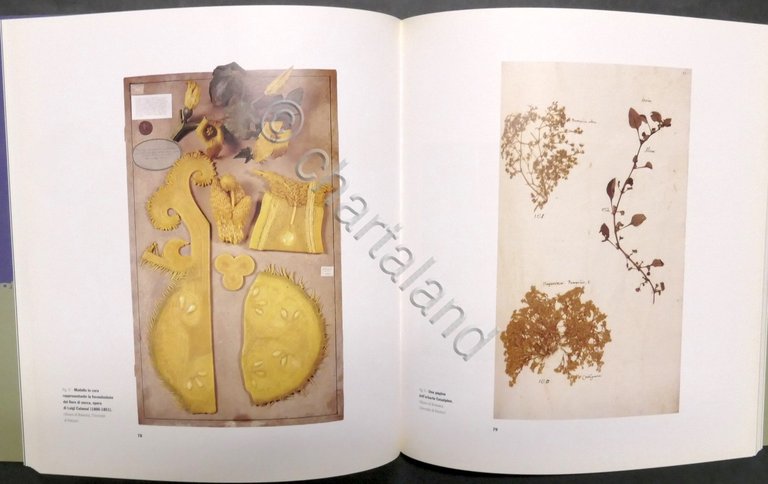 AA. VV. - Fotografia e botanica tra Ottocento e Novecento …