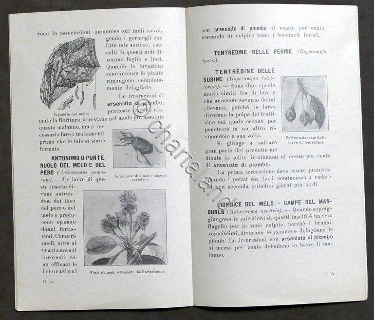 Agraria - Insetticidi Caffaro - Norme per uso - 1928 | Immagine Gallery 6