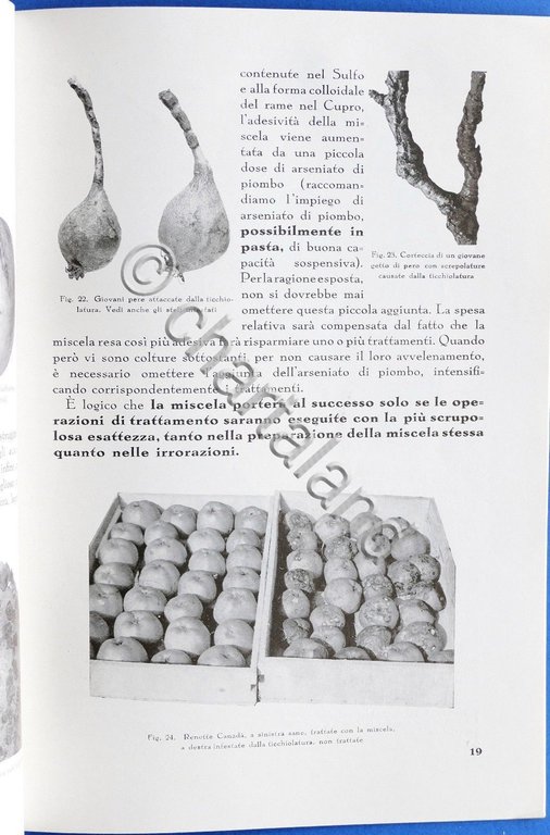 Agraria - La lotta antiparassitaria - Amonn - ed. 1937 | Immagine Gallery 5