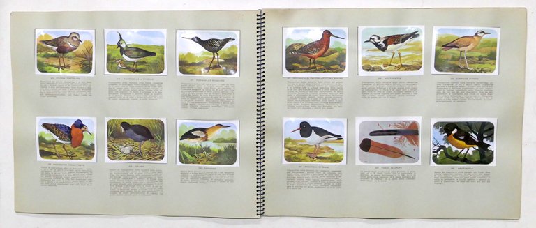 Album Enciclopedia di Topolino - Gli Uccelli - Vol. IV …