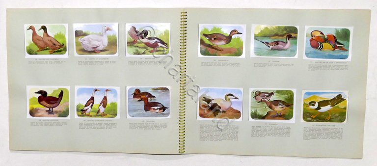 Album Enciclopedia di Topolino - Gli Uccelli - Vol. IV …