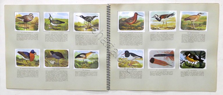 Album Enciclopedia di Topolino - Gli Uccelli - Vol. IV …