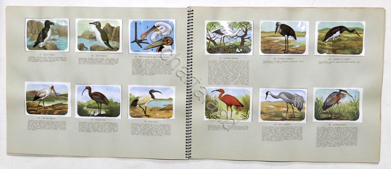 Album Enciclopedia di Topolino - Gli Uccelli - Vol. IV …