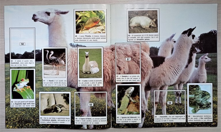 Album Figurine Panini - Animals of the World - Animali …