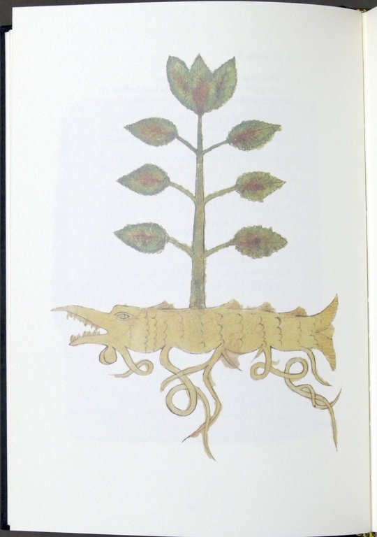 Aromatico - Medicamenti pozioni e incantesimi ricettario magico urbinate 1994