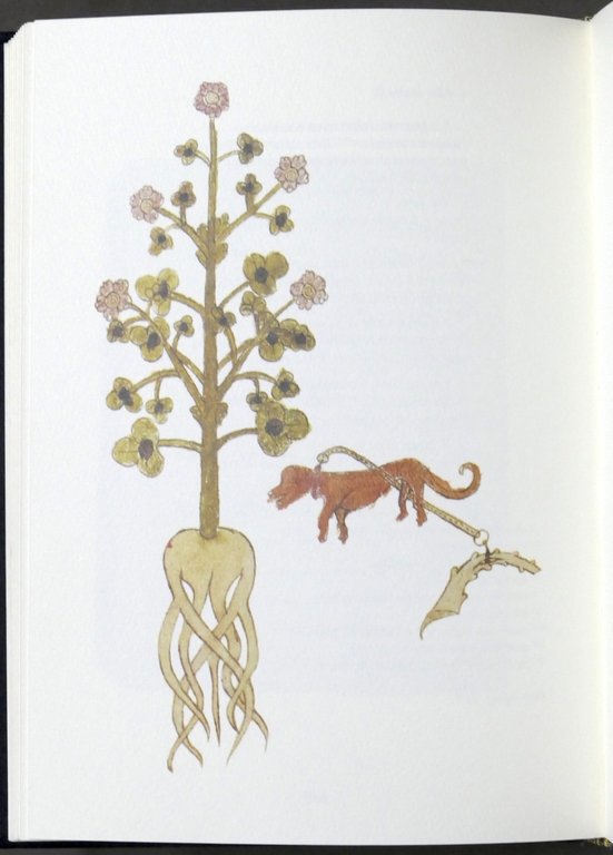 Aromatico - Medicamenti pozioni e incantesimi ricettario magico urbinate 1994