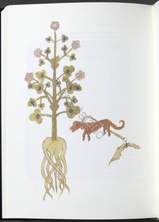 Aromatico - Medicamenti pozioni e incantesimi ricettario magico urbinate 1994