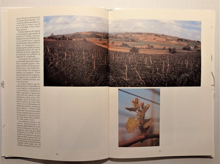 Associazione tra produttori del Grignolino d'Asti - Grignolino: l'Ambiente 1987