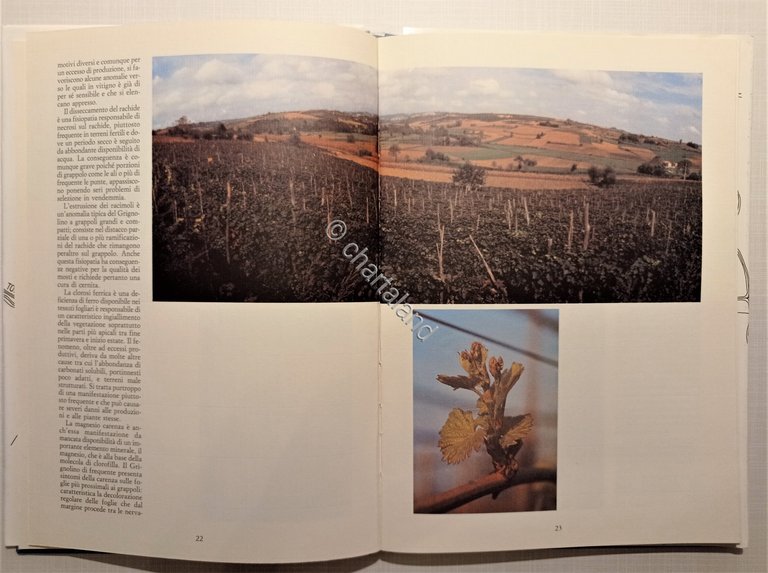 Associazione tra produttori del Grignolino d'Asti - Grignolino: l'Ambiente 1987