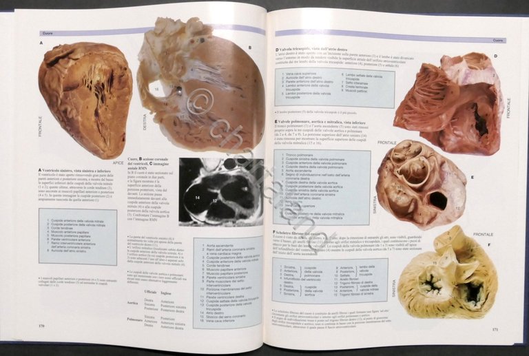 Atlante a colori di anatomia umana - Opera completa - …