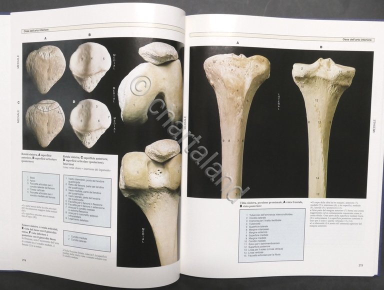 Atlante a colori di anatomia umana - Opera completa - …