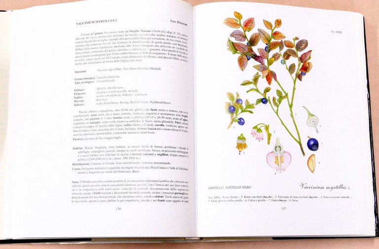 Botanica - R. Mezzena - Frutti selvatici, mangerecci e velenosi …