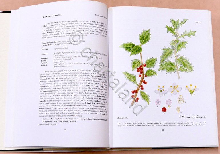 Botanica - R. Mezzena - Frutti selvatici, mangerecci e velenosi …